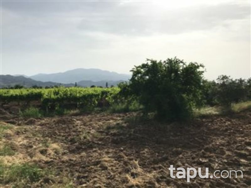 Manisa Alaşehir Örnekköy Mahallesi'nde 5073 m2 Bağ