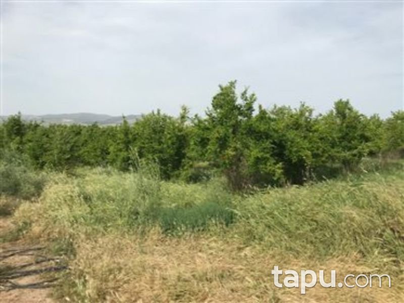 Manisa Alaşehir Örnekköy Mahallesi'nde 5073 m2 Bağ