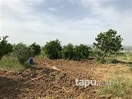 Manisa Alaşehir Örnekköy Mahallesi'nde 35 m2 Bağ Evi ve Arsası