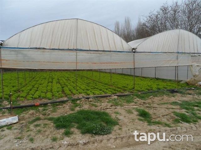 Bilecik Söğüt Hamitabat Köyü'nde 506 m2 Bahçe