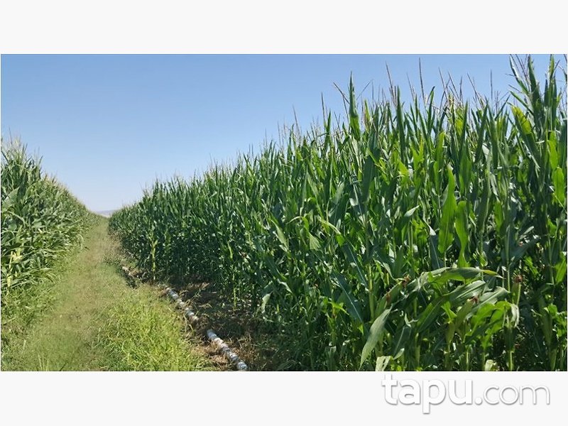 Afyonkarahisar Basmakçı Merkez Basmakçı Mahallesi'nde 16300m2 Tarla