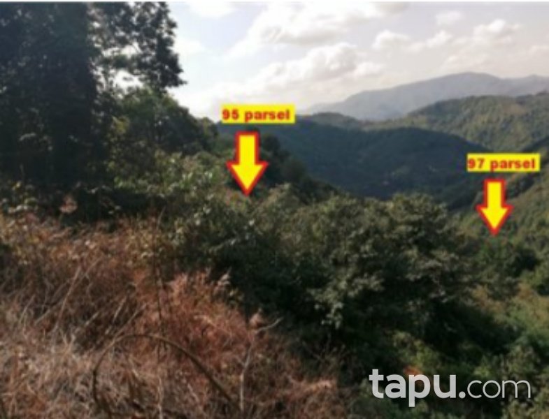 Samsun Çarşamba Ordubaşı Mahallesi'nde 11269 m2 Fındık Bahçesi