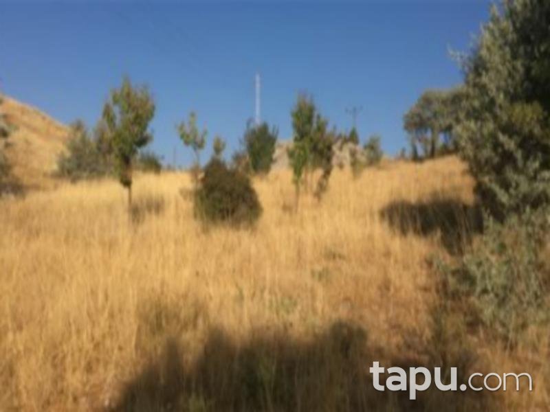 Konya Hadim Aşağıhadim Mahallesi'nde 18 Dönüm Kiraz Bahçesi