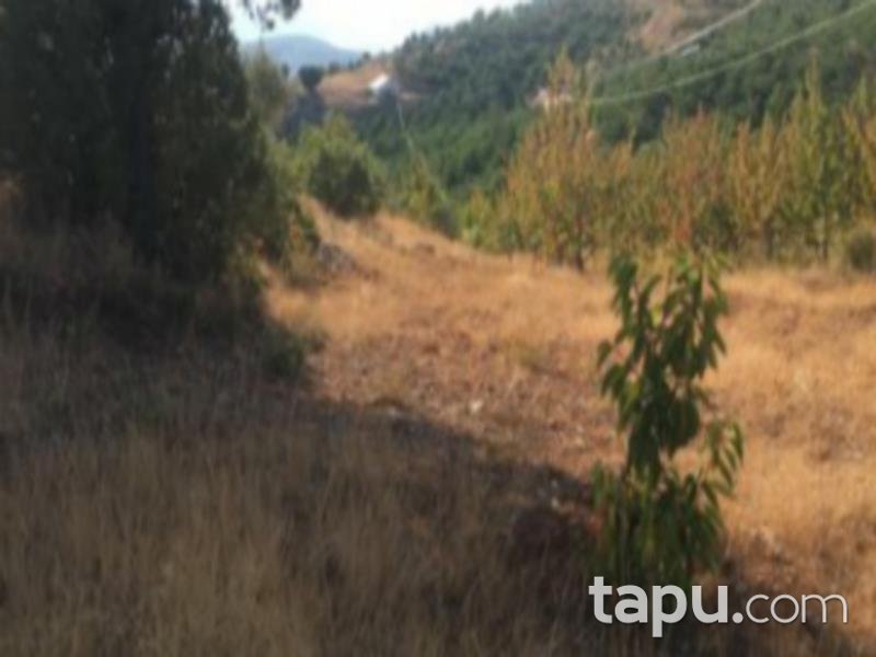 Konya Hadim Aşağıhadim Mahallesi'nde 18 Dönüm Kiraz Bahçesi