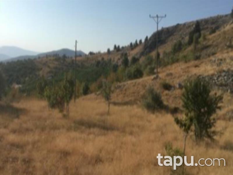 Konya Hadim Aşağıhadim Mahallesi'nde 18 Dönüm Kiraz Bahçesi