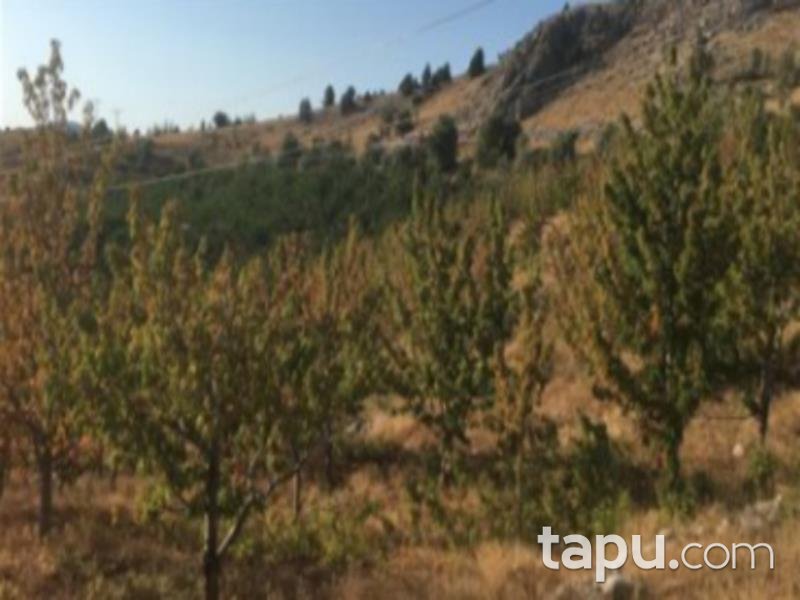 Konya Hadim Aşağıhadim Mahallesi'nde 18 Dönüm Kiraz Bahçesi