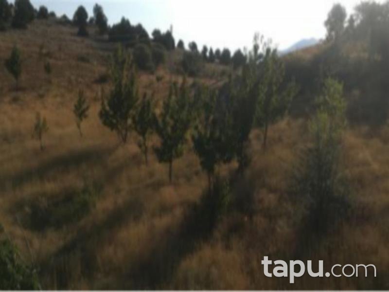 Konya Hadim Aşağıhadim Mahallesi'nde 18 Dönüm Kiraz Bahçesi