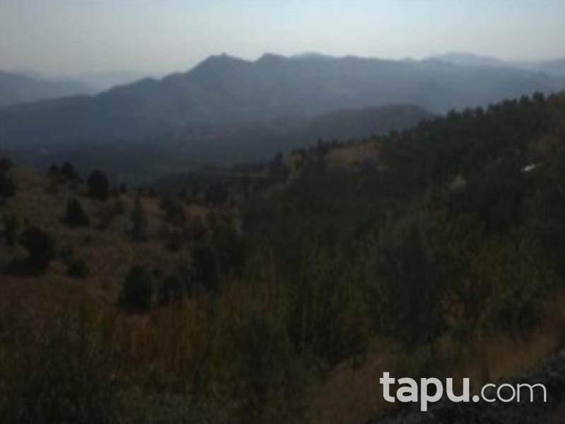 Konya Hadim Aşağıhadim Mahallesi'nde 18 Dönüm Kiraz Bahçesi