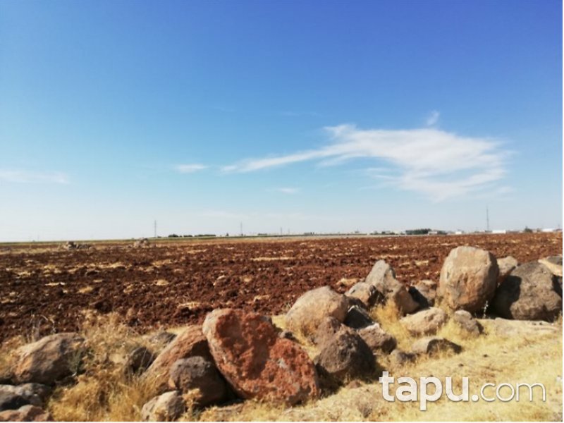Şanlıurfa Viranşehir Yarpuz Mahallesi'nde 1243 m2 İmarlı Arsa