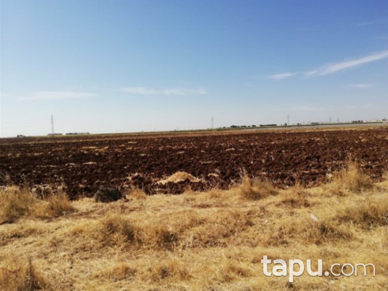 Şanlıurfa Viranşehir Yarpuz Mahallesi'nde 1342 m2 İmarlı Arsa