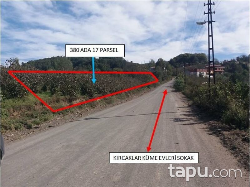 Ordu Gürgentepe İlçesi Akmescit Mahallesinde 1818 m2 Fındık Bahçesi