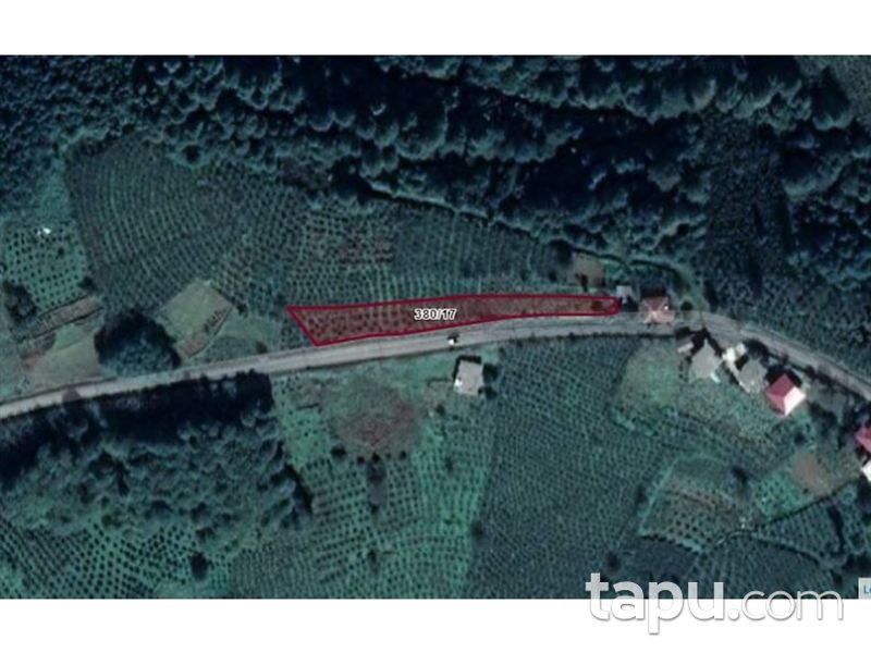 Ordu Gürgentepe İlçesi Akmescit Mahallesinde 1818 m2 Fındık Bahçesi