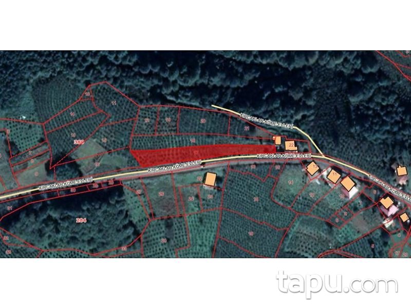 Ordu Gürgentepe İlçesi Akmescit Mahallesinde 1818 m2 Fındık Bahçesi