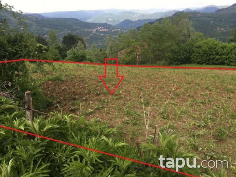 Ordu Kabataş Kayıncık Mahallesi'nde 1424 Fındık Bahçesi