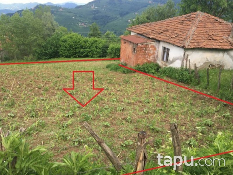 Ordu Kabataş Kayıncık Mahallesi'nde 1424 Fındık Bahçesi