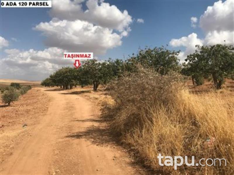 Şanlıurfa Karaköprü Külaflı Mahalles'inde 19750 m2 Bağ