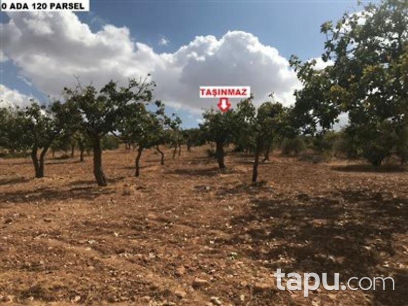 Şanlıurfa Karaköprü Külaflı Mahalles'inde 19750 m2 Bağ