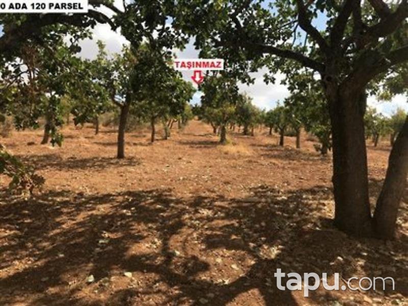 Şanlıurfa Karaköprü Külaflı Mahalles'inde 19750 m2 Bağ