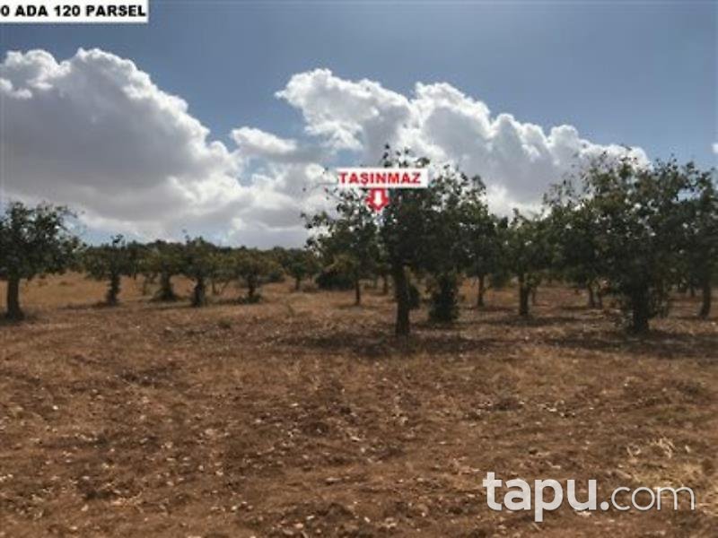 Şanlıurfa Karaköprü Külaflı Mahalles'inde 19750 m2 Bağ