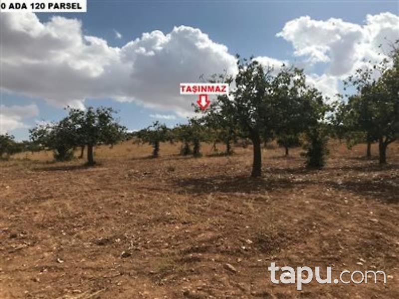 Şanlıurfa Karaköprü Külaflı Mahalles'inde 19750 m2 Bağ