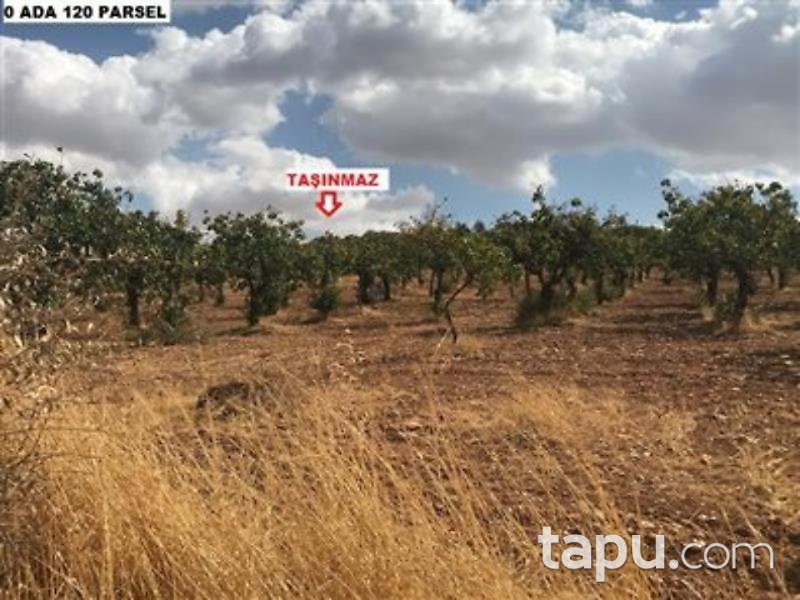 Şanlıurfa Karaköprü Külaflı Mahalles'inde 19750 m2 Bağ