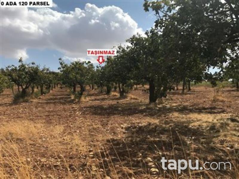 Şanlıurfa Karaköprü Külaflı Mahalles'inde 19750 m2 Bağ