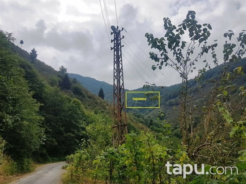 Ordu Kabadüz Yeşilada Mahallesi'nde 6805m2 Fındık Bahçesi