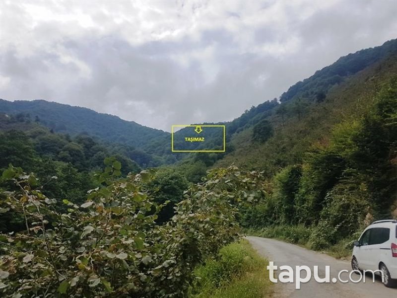 Ordu Kabadüz Yeşilada Mahallesi'nde 6805m2 Fındık Bahçesi