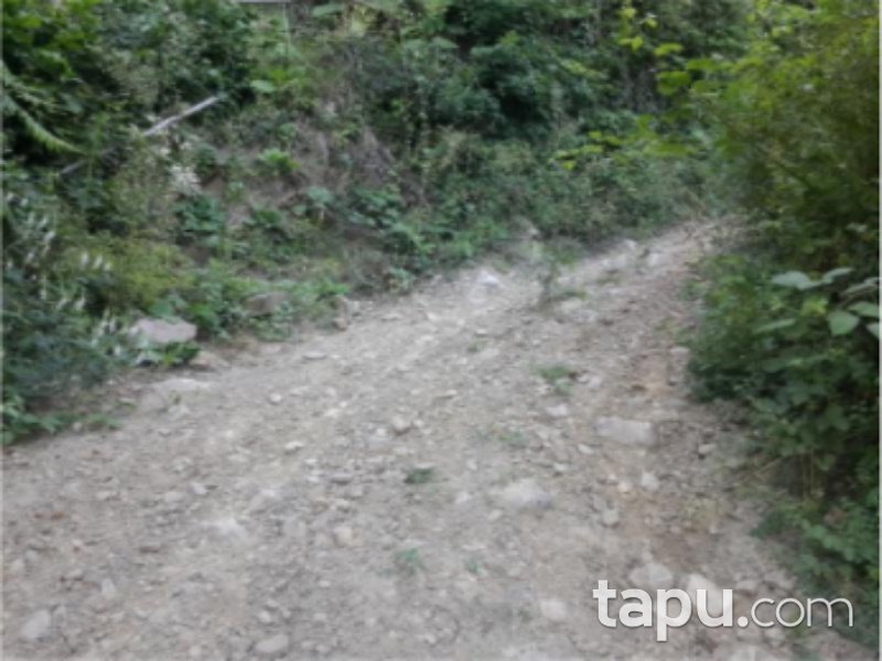 Düzce Cumayeri Üvezbeli Mahallesi'nde 16 Dönüm Tarla