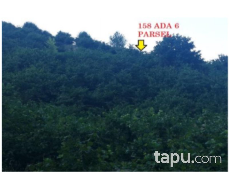 Düzce Cumayeri Üvezbeli Mahallesi'nde 16 Dönüm Tarla