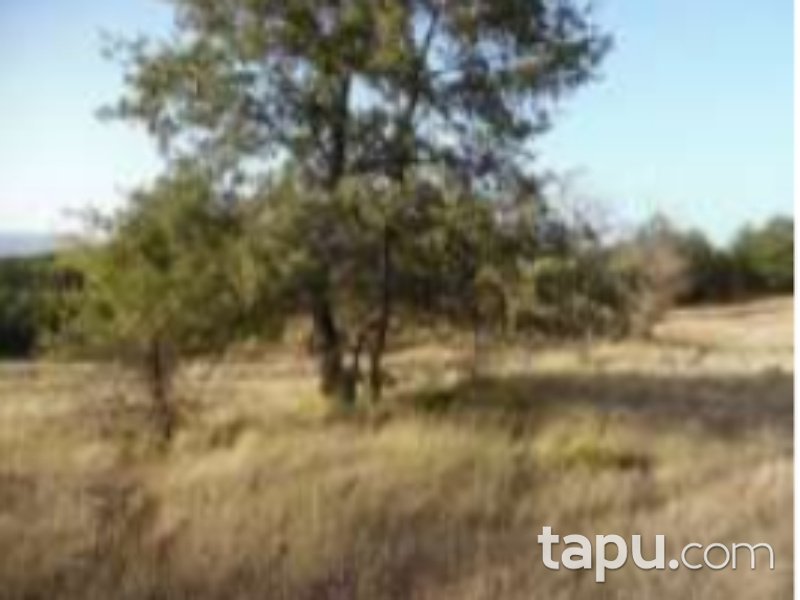 Bolu Göynük Ceylanlı'da 4201 m2 Tarla