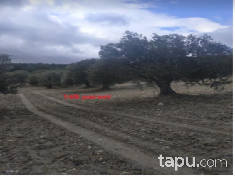 Manisa Akhisar Yatağan Mahallesi'nde 8500 m2 90 Ağaçlı Zeytinli Tarla