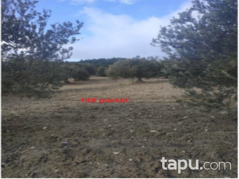 Manisa Akhisar Yatağan Mahallesi'nde 8500 m2 90 Ağaçlı Zeytinli Tarla