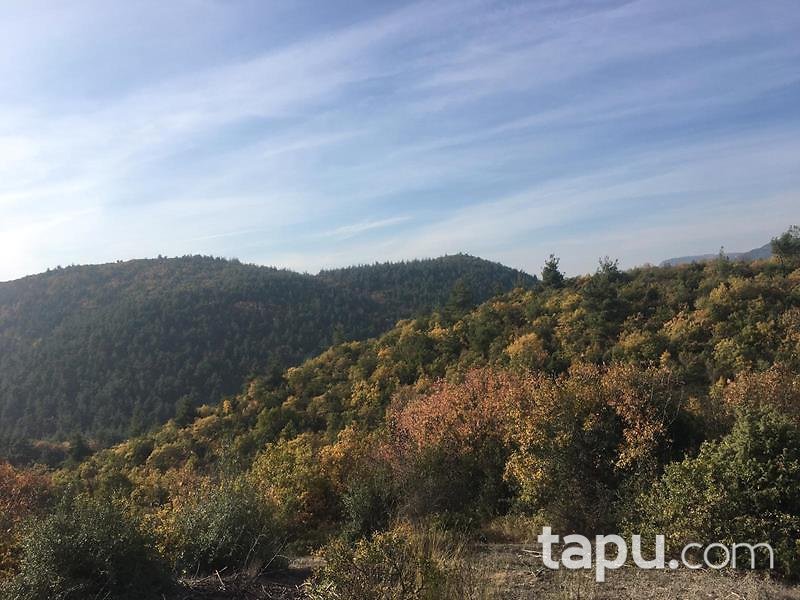 Bilecik Osmaneli Belenalan Mahallesi'nde 5452 m2 Tarla
