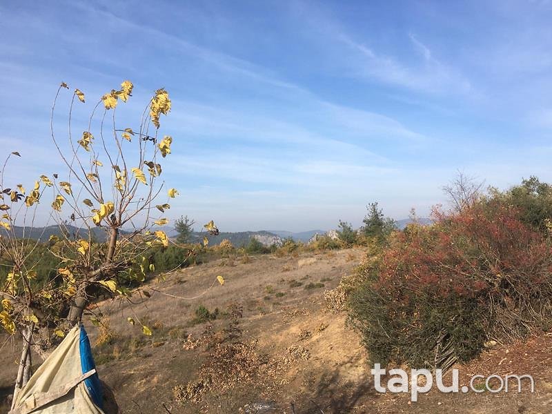 Bilecik Osmaneli Belenalan Mahallesi'nde 5452 m2 Tarla