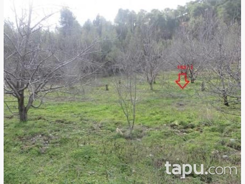 Denizli Honaz Sapaca Mahallesi'nde 78 Dönüm Bahçe