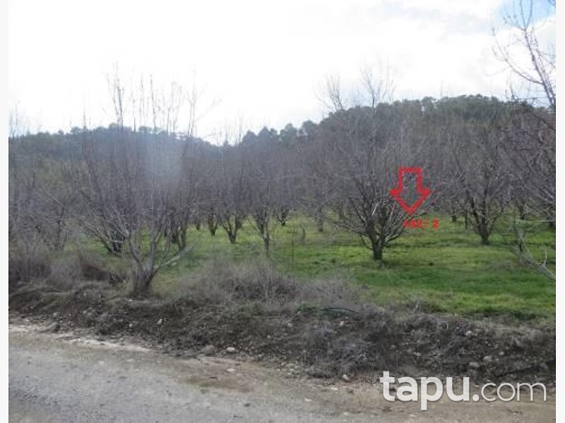 Denizli Honaz Sapaca Mahallesi'nde 78 Dönüm Bahçe