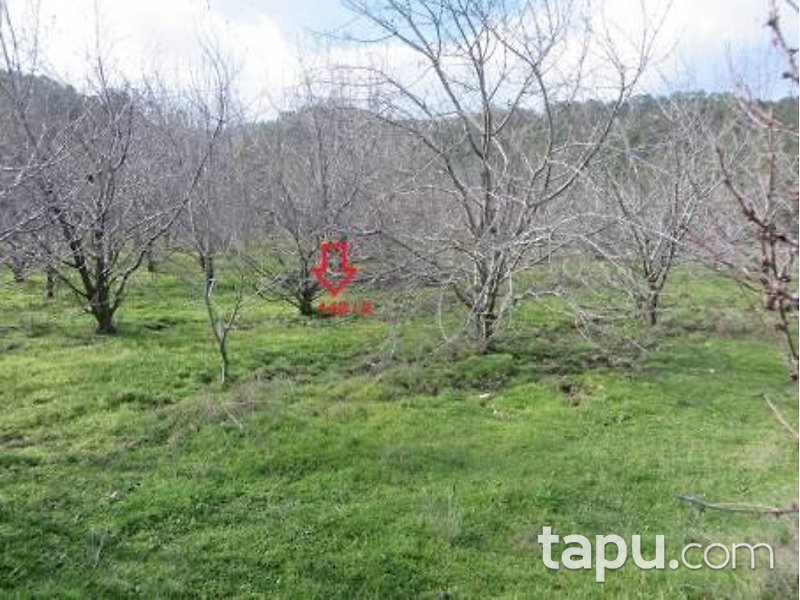 Denizli Honaz Sapaca Mahallesi'nde 78 Dönüm Bahçe