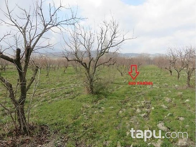 Denizli Honaz İlçesi'nde 3 Adet Bağ