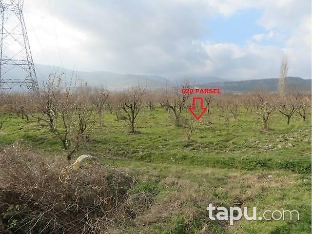 Denizli Honaz İlçesi'nde 3 Adet Bağ