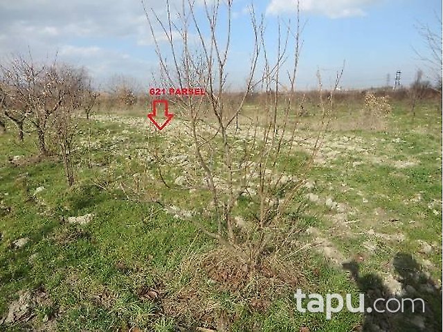 Denizli Honaz İlçesi'nde 3 Adet Bağ