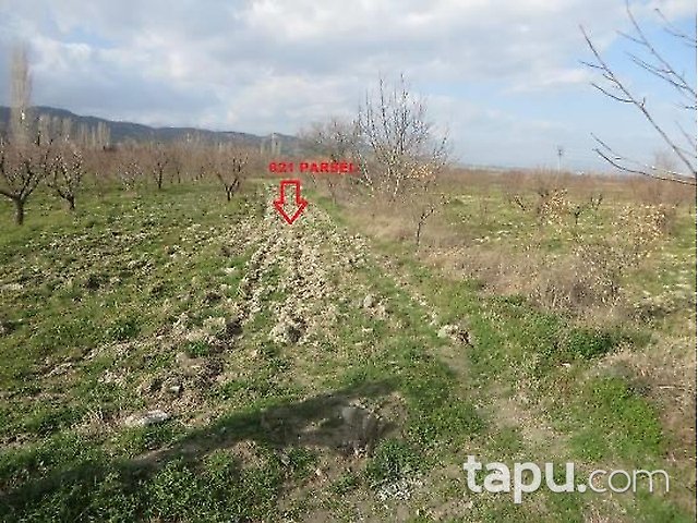 Denizli Honaz İlçesi'nde 3 Adet Bağ