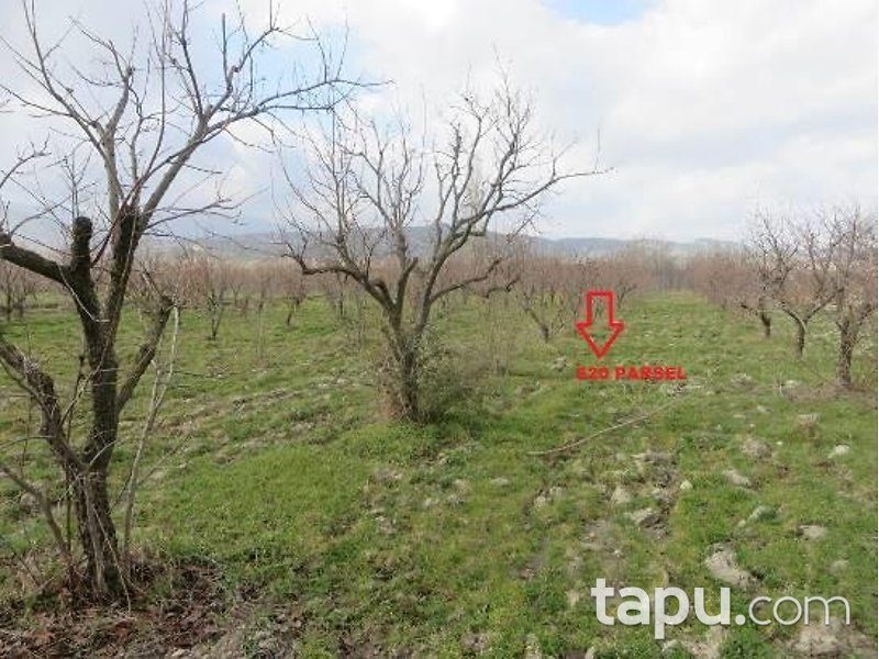 Denizli Honaz İlçesi'nde 3 Adet Bağ