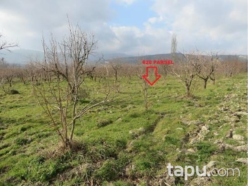 Denizli Honaz İlçesi'nde 3 Adet Bağ