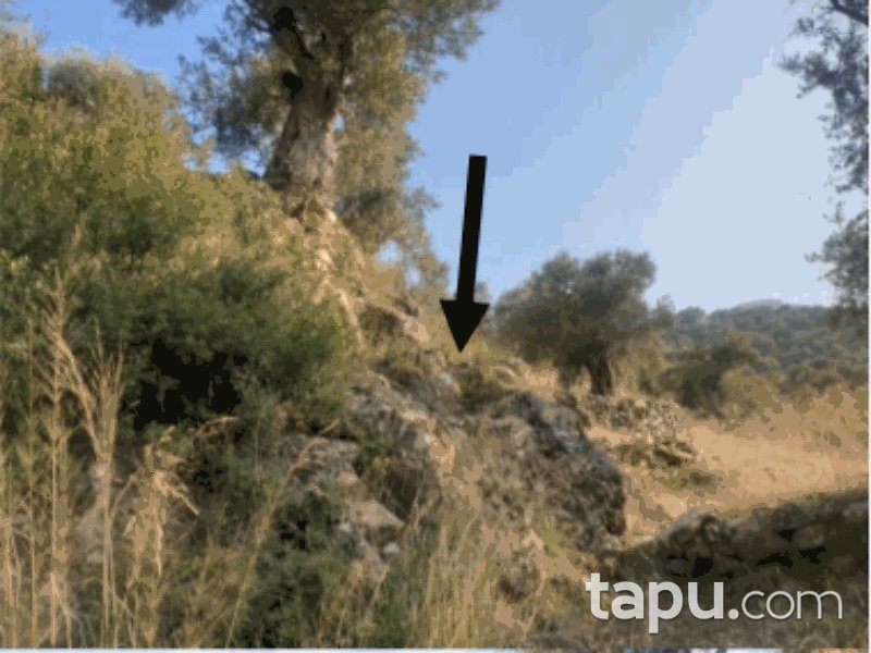 Aydın Koçarlı Yeni Mahallesi'nde 2964 m2 Zeytinlik (858)