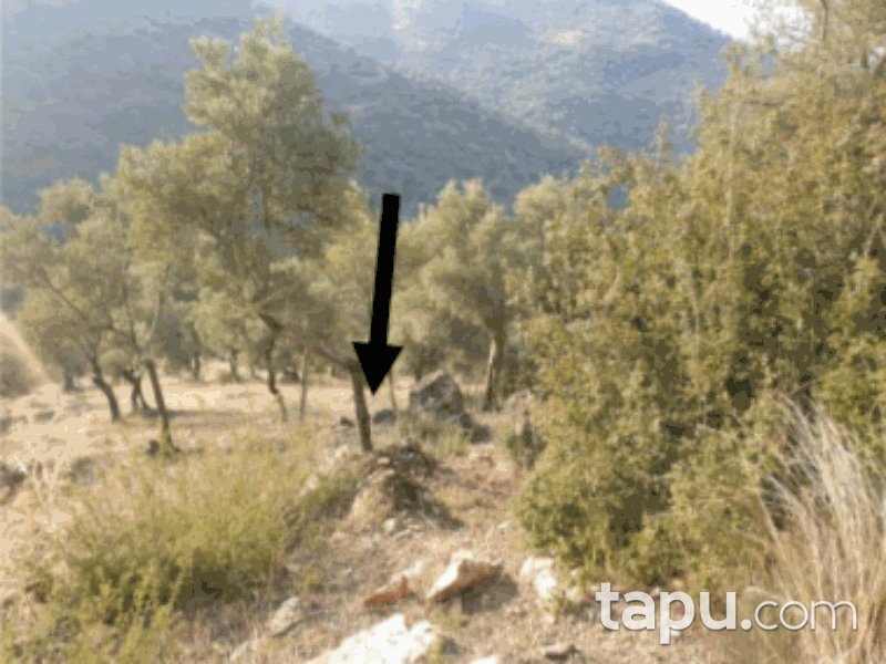 Aydın Koçarlı Yeni Mahallesi'nde 2964 m2 Zeytinlik (858)