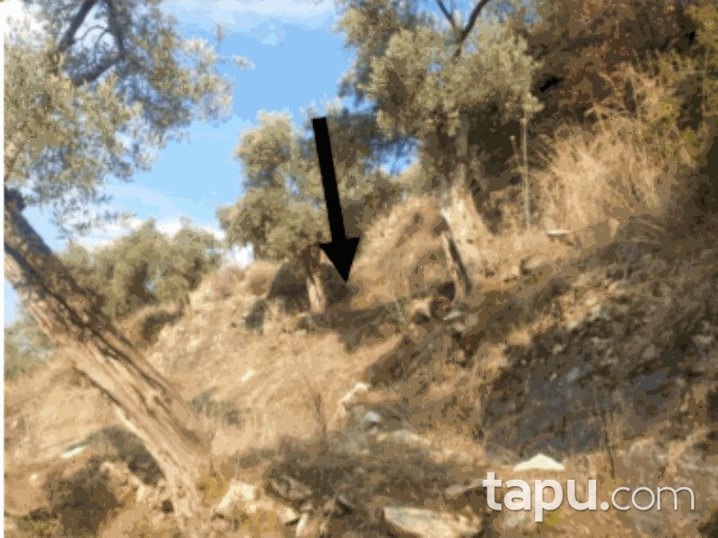 Aydın Koçarlı Yeni Mahallesi'nde 2964 m2 Zeytinlik (858)