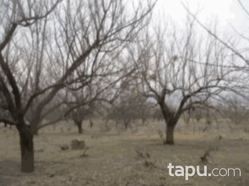 Isparta Senirkent Onaltı Haziran Mahallesi'nde 4714 m2 Bağ (1061)