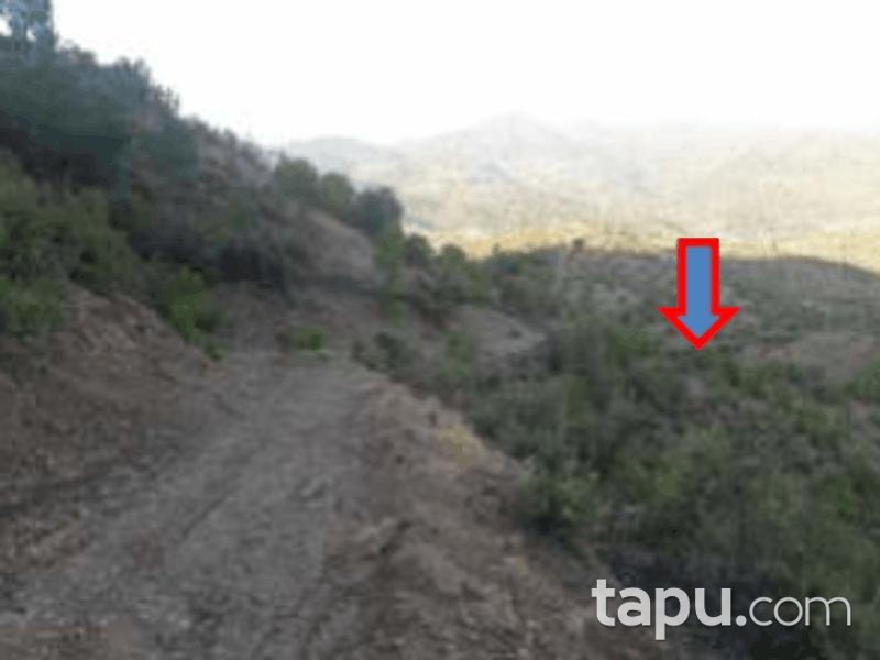 Balıkesir Burhaniye Yaylacık Mahallesi'nde 4275 m2 Zeytinlik (1162)