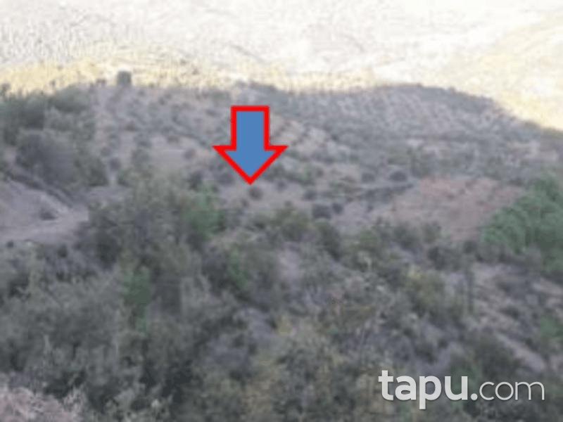 Balıkesir Burhaniye Yaylacık Mahallesi'nde 4275 m2 Zeytinlik (1162)